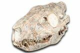 Superb, Fossil Oreodont (Merycoidodon) Skull - South Dakota #355527-4